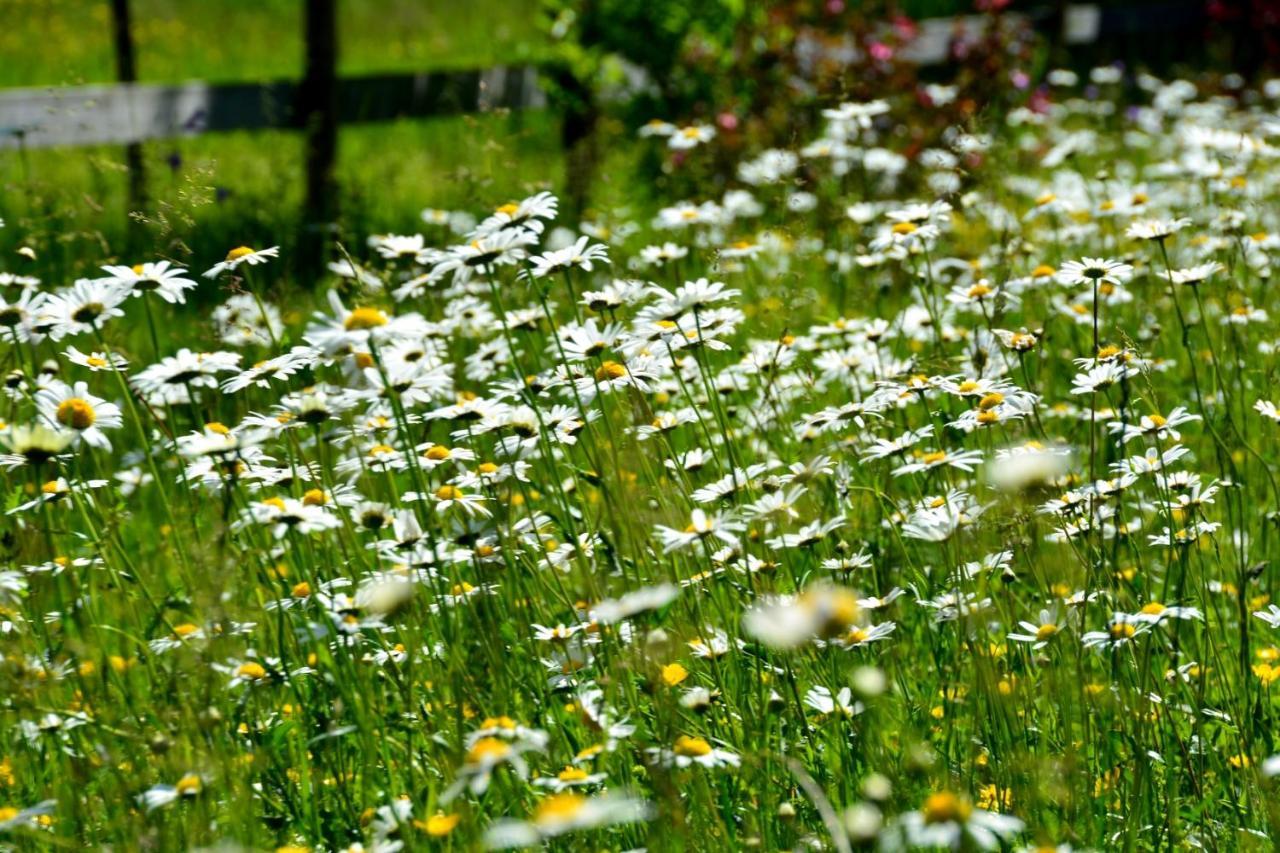 Gaestehaus Wild-Schuetz Bed and Breakfast Schwangau Eksteriør billede